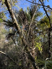 Tillandsia balbisiana