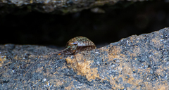 Ligia exotica