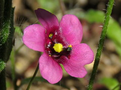 Diascia collina