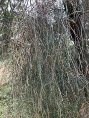 Allocasuarina verticillata