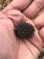 Allocasuarina verticillata
