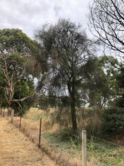 Allocasuarina verticillata