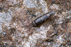 Ligia exotica