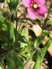 Diascia collina