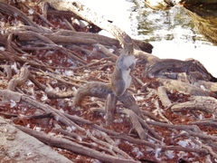 Sciurus alleni