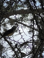Myiarchus magnirostris