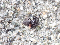 Metaphidippus manni