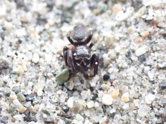 Metaphidippus manni