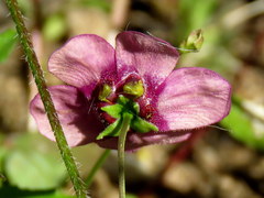 Diascia collina
