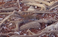 Sciurus alleni