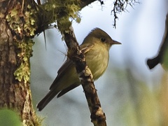 Empidonax virescens