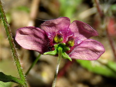 Diascia collina