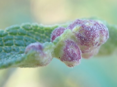 Rhopalomyia audibertiae