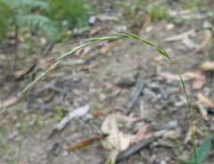 Microlaena stipoides