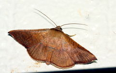 Banisia