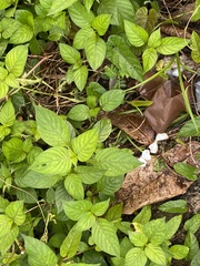 Leptosia nina