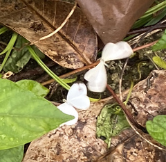 Leptosia nina
