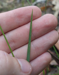 Microlaena stipoides