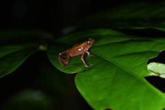 Atelopus flavescens