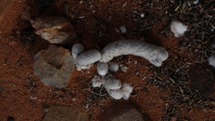 Anacampseros papyracea