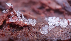 Ceratiomyxa fruticulosa