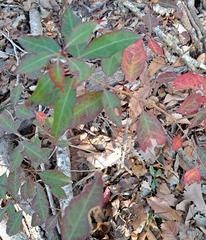 Ditrysinia fruticosa