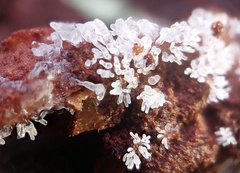 Ceratiomyxa fruticulosa