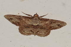 Cleora repetita