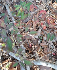 Ditrysinia fruticosa