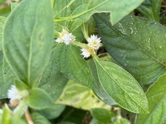 Alternanthera