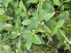 Alternanthera