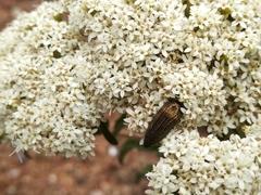Acmaeodera cuprina