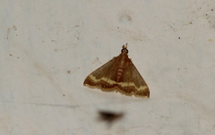 Clupeosoma pellucidalis