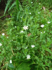 Stellaria flaccida