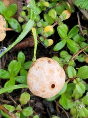 Tulostoma