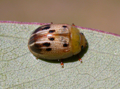 Peltoschema perplexum