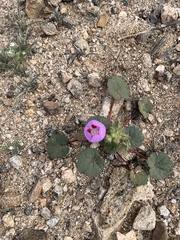 Eremalche rotundifolia