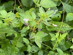 Cleome rutidosperma