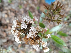 Acmaeodera cuprina
