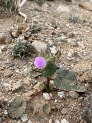 Eremalche rotundifolia