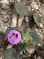 Eremalche rotundifolia