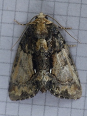 Chytonix palliatricula