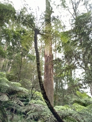 Cyathea cunninghamii