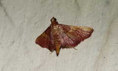 Endotricha mesenterialis