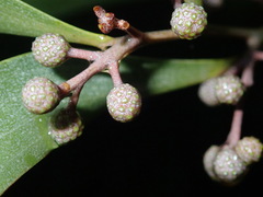 Acacia melanoxylon
