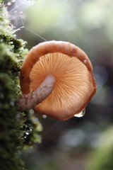 Galerina patagonica