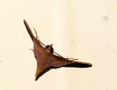 Endotricha mesenterialis