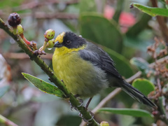 Atlapetes pallidinucha