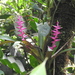 Guzmania rosea - Photo (c) Santi MD, some rights reserved (CC BY-NC), uploaded by Santi MD