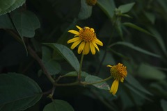 Tilesia baccata